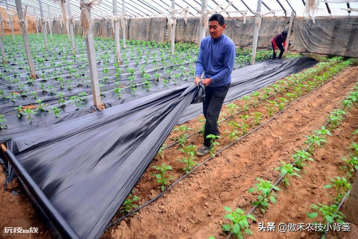 黑地膜和白地膜哪个效果好点(秋冬季节种植选择身颜色地膜)-图片2